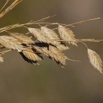 Beneficios de la avena