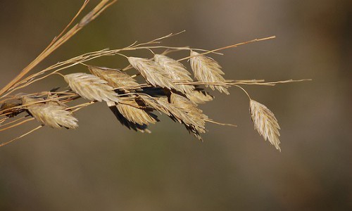 Beneficios de la avena Avena