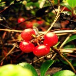 Beneficios de la gayuba
