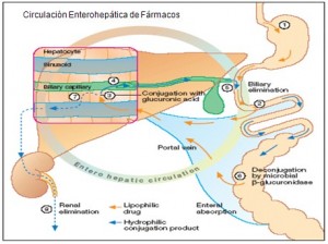 proceso de biotransformacion