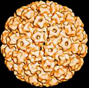 hpv