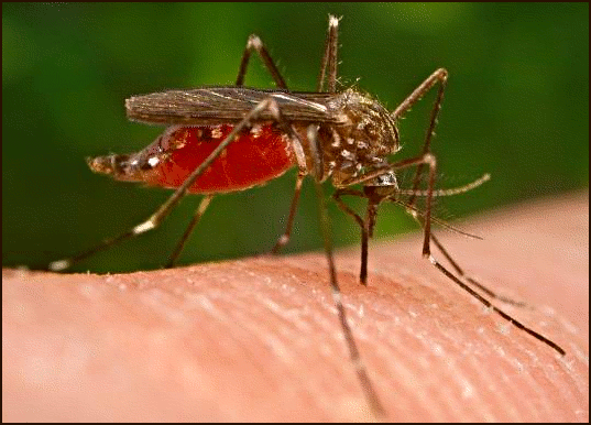 Malaria: ¿Qué es y cómo nos afecta?