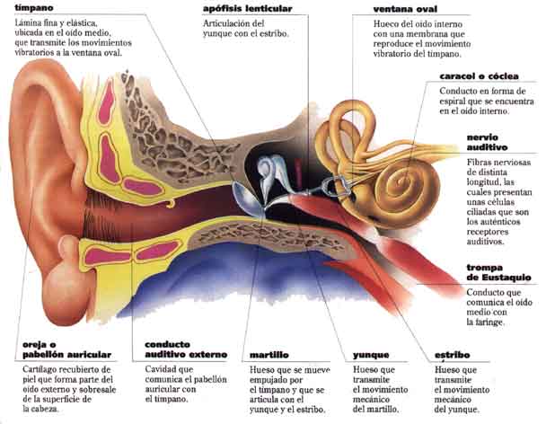 Una enfermedad común: otitis