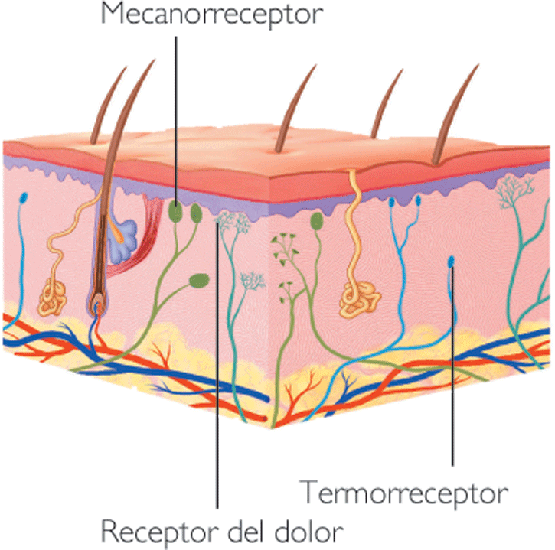 Piel