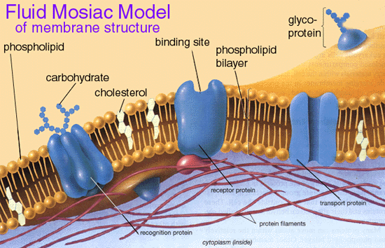 Membrana Plasmática